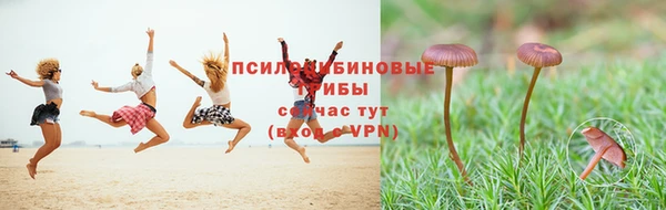 прущие грибы Алексин